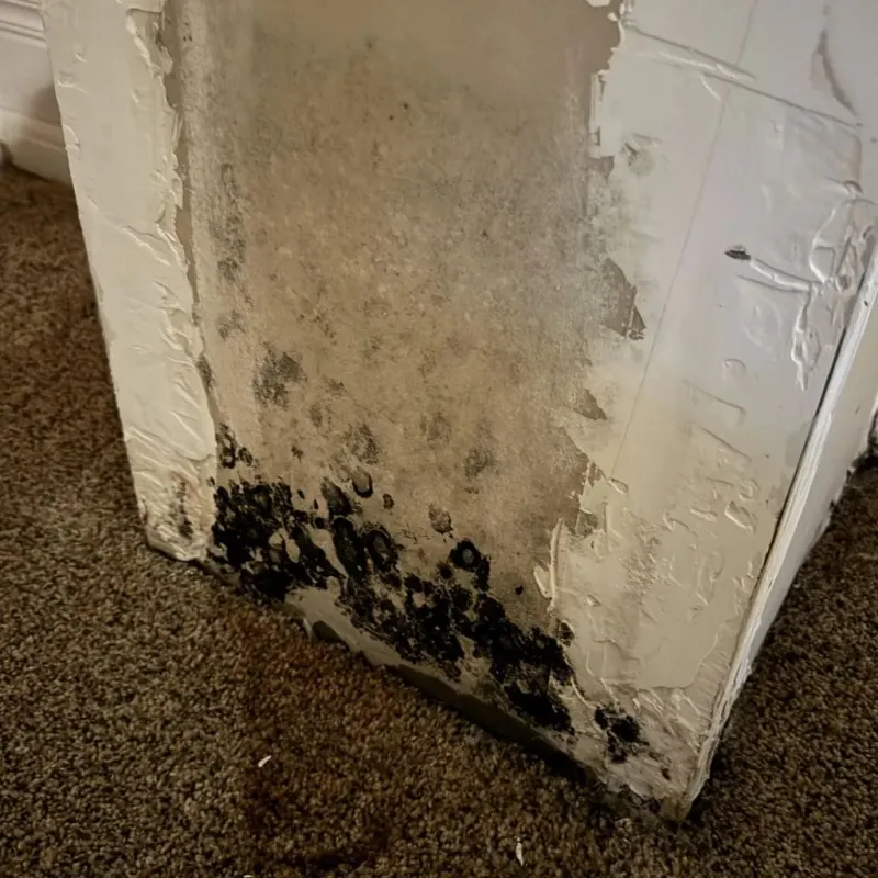 Professional Mold Removal in Halifax, VA